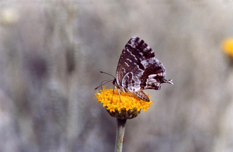 Cacyreus marshalli